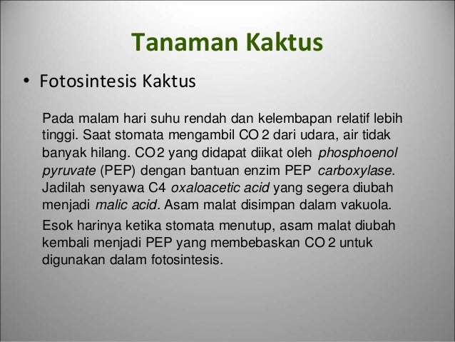 Kaktus melakukan fotosintesis pada organ 80 Kaktus melakukan fotosintesis pada organ 83